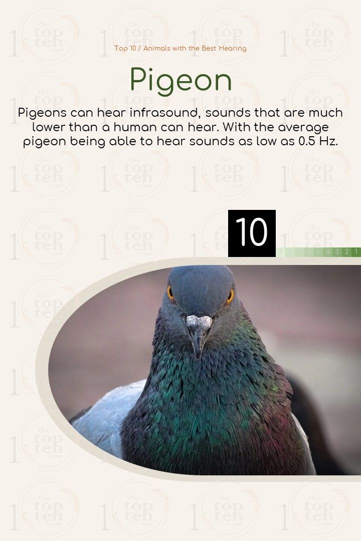 Top 10 / Animals with the Best Hearing theTopTen / Τα Κορυφαία